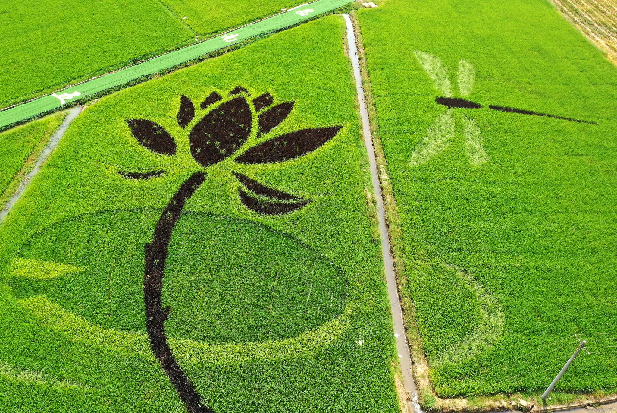 "彩色稻田画"扮靓美丽乡村