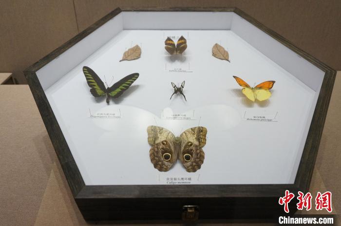 虫 趣 世界珍稀昆虫主题展 亮相桂林博物馆 新浪新闻