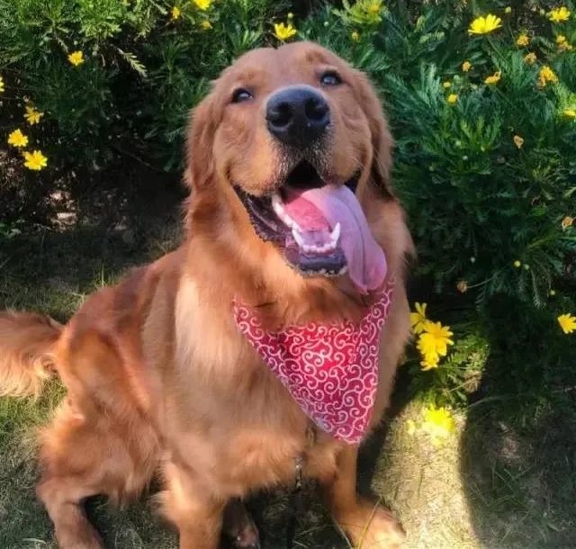 空运改陆运 致宠物金毛犬死亡 广州市场监管部门介入 资讯 资讯网