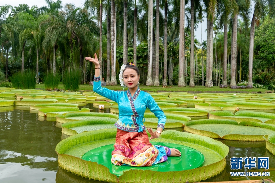领略生物多样性之美|西双版纳:傣家姑娘一叶王莲作轻舟|西双版纳傣族