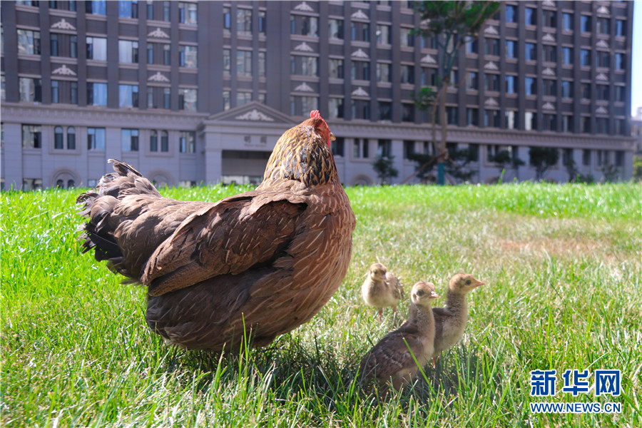 孔雀妈妈任性不孵蛋 母鸡"接棒"孵出的小孔雀长大了