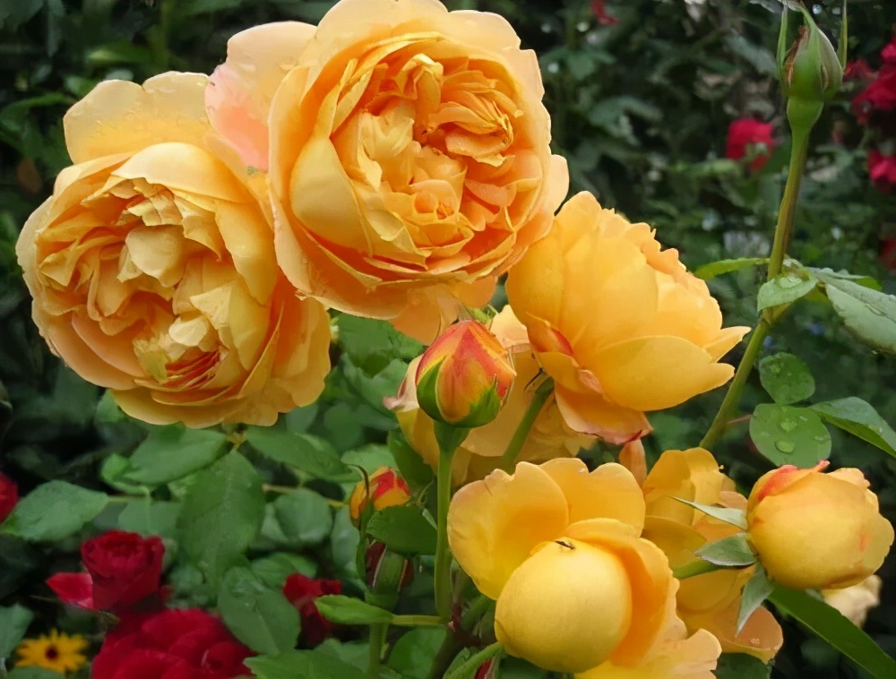 夏天养几盆"喜阳花",花色艳丽开花多,皮实好养适合新手