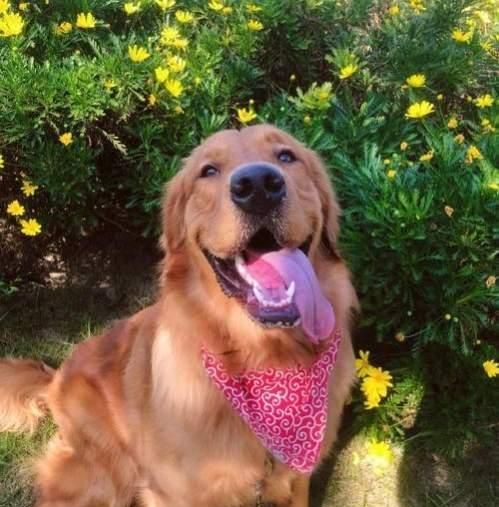 陈乔恩为金毛发声后续,托运死亡是员工接私单导致,员工现已离职休闲区蓝鸢梦想 - Www.slyday.coM