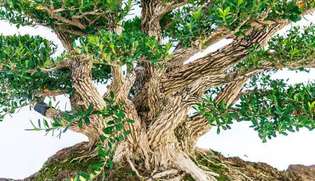 3种黄金疙瘩树寓意富贵吉祥黄杨排第几