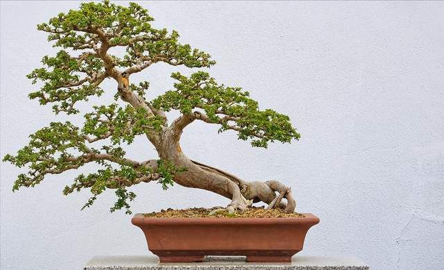 3种黄金疙瘩树寓意富贵吉祥黄杨排第几