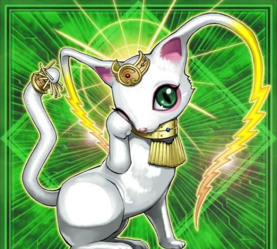 游戏王卡牌爱猫人士狂喜可爱猫咪成功上线电子族和猫猫结合