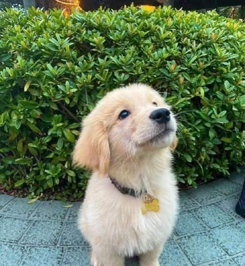 陈乔恩为金毛发声后续,托运死亡是员工接私单导致,员工现已离职休闲区蓝鸢梦想 - Www.slyday.coM