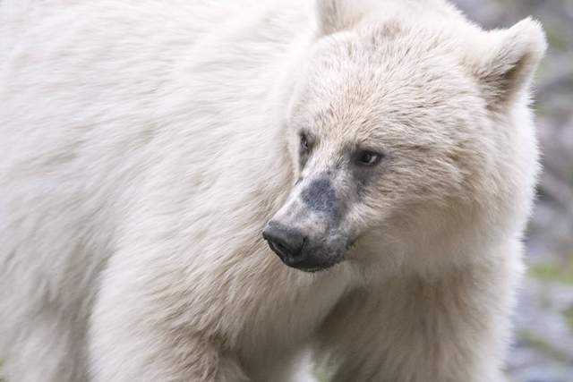 概率50万分之1棕熊白化成白熊是什么原因导致的