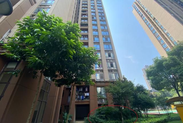 生父伙同女友将儿女推下15楼,行凶早有预谋,虎毒还不食子|陈美霖|张建