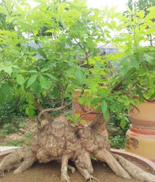 3种黄金疙瘩树寓意富贵吉祥黄杨排第几