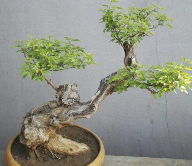 3种黄金疙瘩树寓意富贵吉祥黄杨排第几