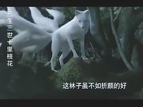 三生三世十里桃花这九尾狐也太美了吧原来是白浅难怪