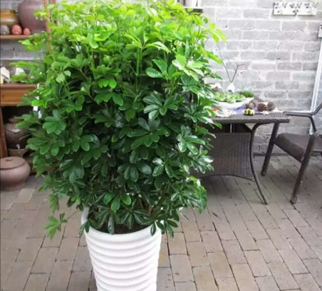 鸭脚木修剪主要去除掉2种枝条,使植株株型保持丰满匀称即可.