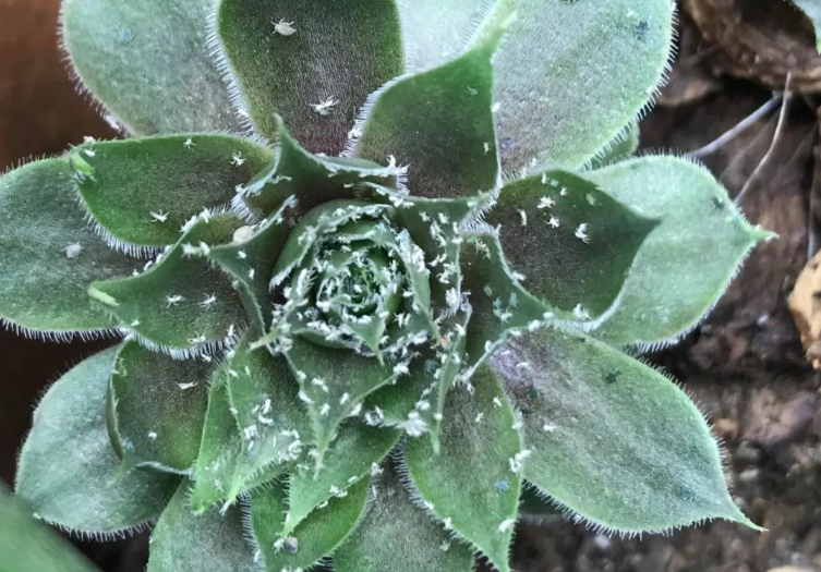 多肉植物夏季生蚧壳虫的原因治疗和防护方法