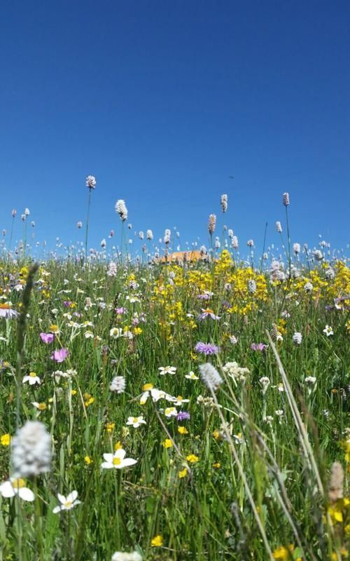 岁月清浅,时光无言,夏已向晚,我们的生活依然是风淡云轻,言简意赅后