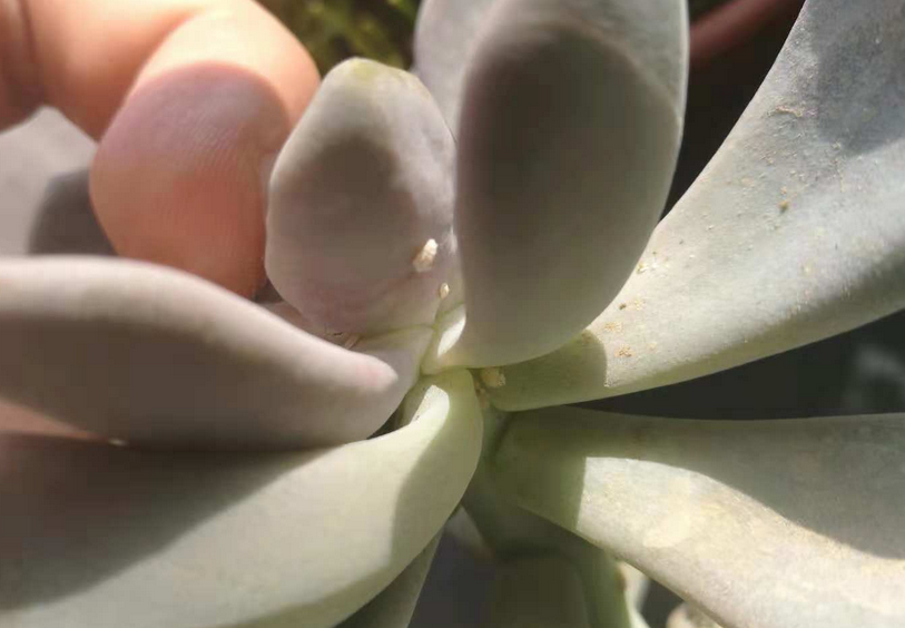 多肉植物夏季生蚧壳虫的原因治疗和防护方法