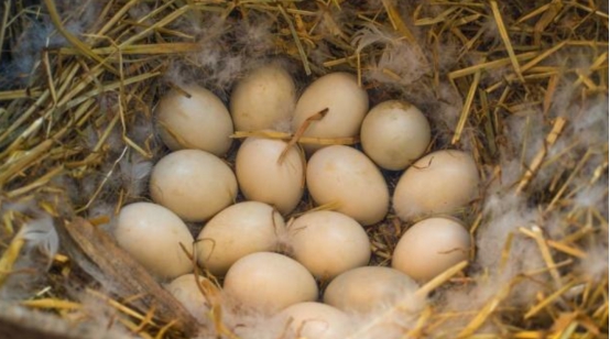 云南|母鸡|孔雀蛋_新浪新闻