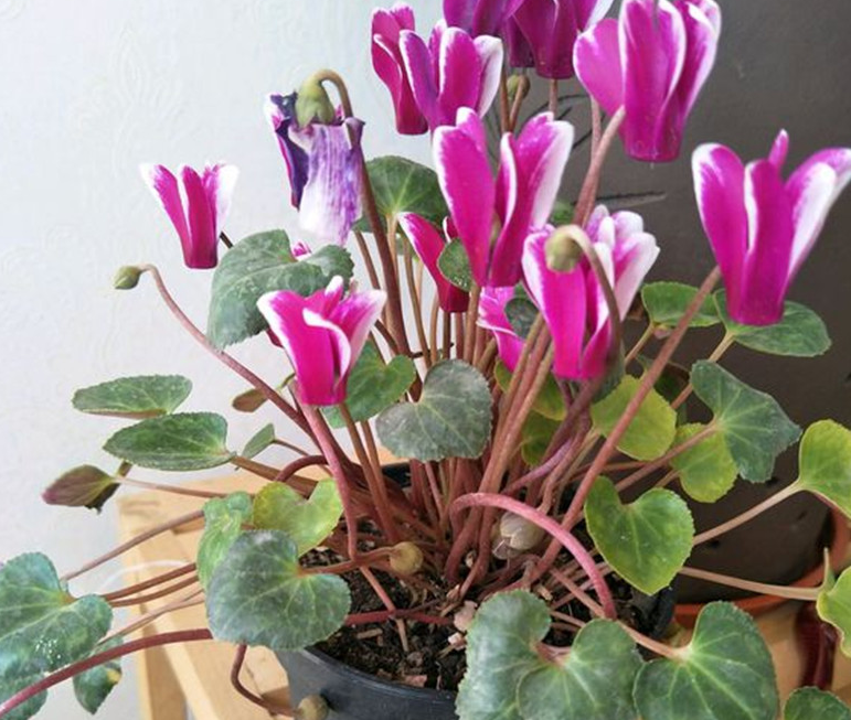 仙客来盆栽常淋雨,难怪度夏难,天一热茎叶就爱黑腐化水