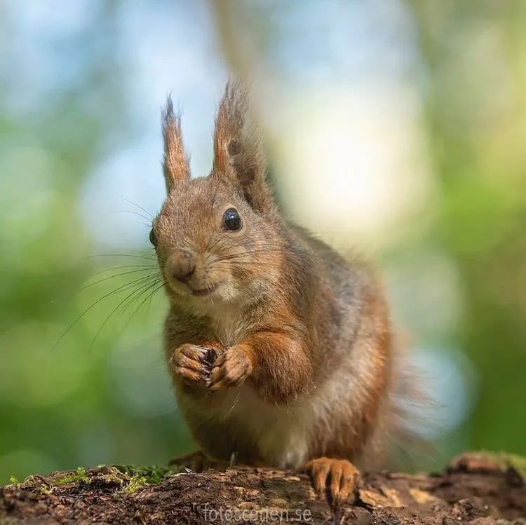 摄影师用镜头记录下松鼠的可爱日常一笑起来心都萌化了
