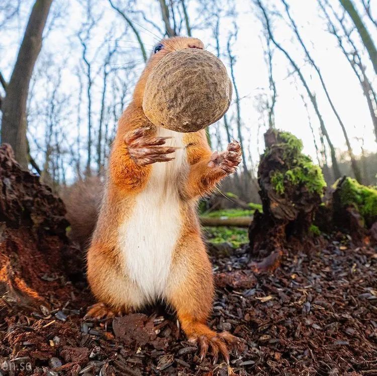摄影师用镜头记录下松鼠的可爱日常一笑起来心都萌化了