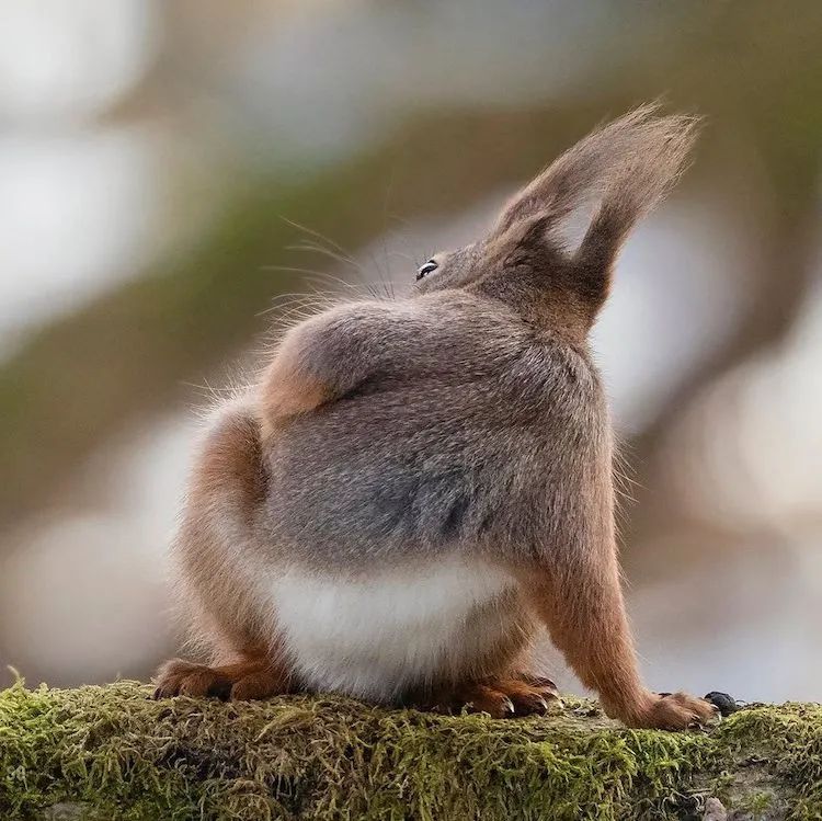 摄影师用镜头记录下松鼠的可爱日常一笑起来心都萌化了