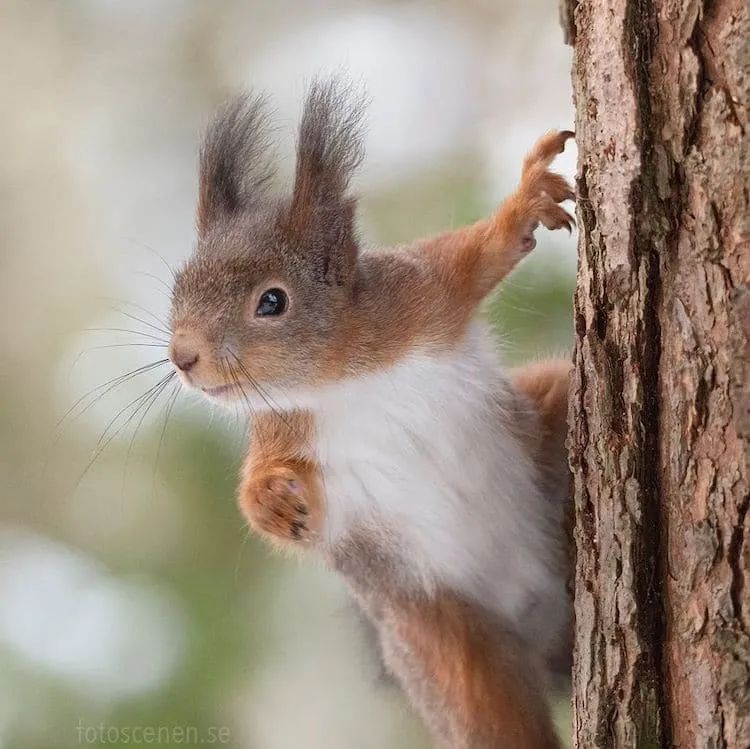 摄影师用镜头记录下松鼠的可爱日常一笑起来心都萌化了