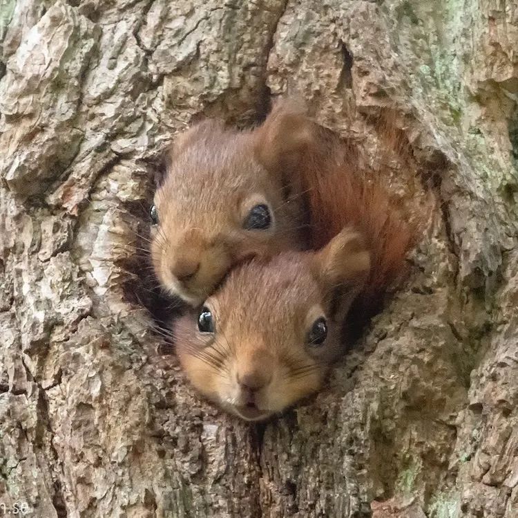 摄影师用镜头记录下松鼠的可爱日常一笑起来心都萌化了