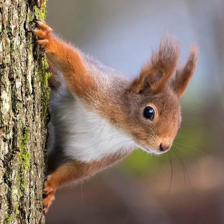 摄影师用镜头记录下松鼠的可爱日常一笑起来心都萌化了