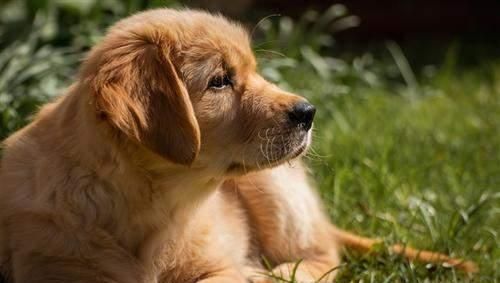 陈乔恩为金毛发声后续,托运死亡是员工接私单导致,员工现已离职休闲区蓝鸢梦想 - Www.slyday.coM