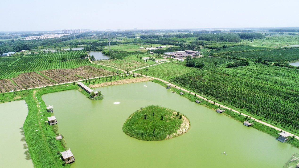 长丰双墩:蜜梨丰收采摘忙 产业兴旺地生"金"