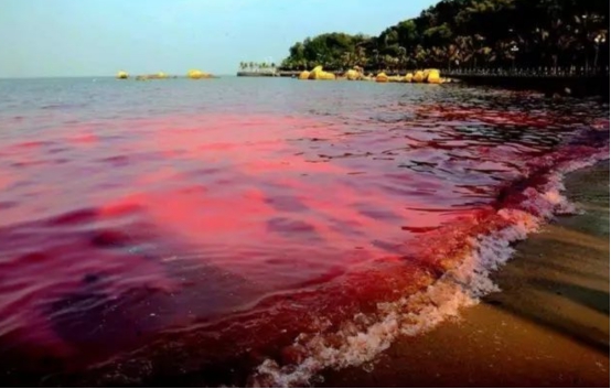 太可怕!美国一海湾出现600吨死鱼,专家:或与核废水污染有关