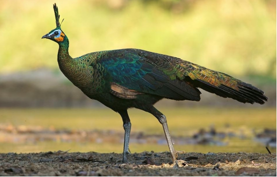 比大熊猫还珍贵中国绿孔雀数量不足600只曾被认为已灭绝