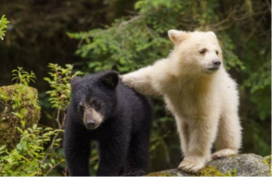 新疆出现野生北极熊罕见白色棕熊闯入人类视野是变异了吗