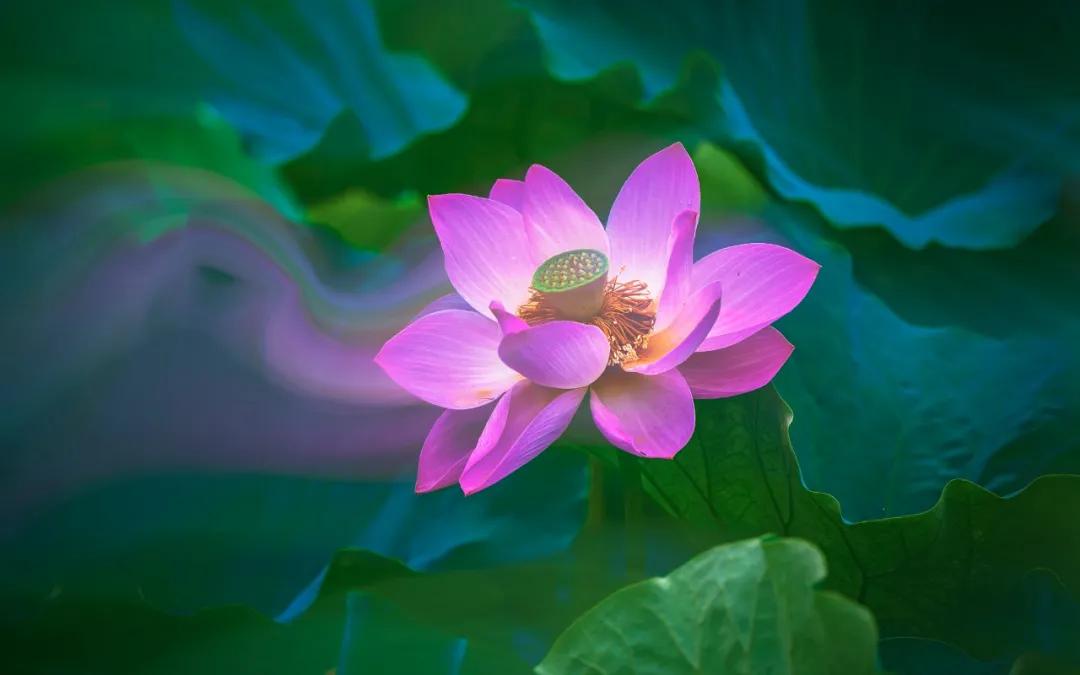 清凉一夏,你的夏日荷花照还可以这样拍!