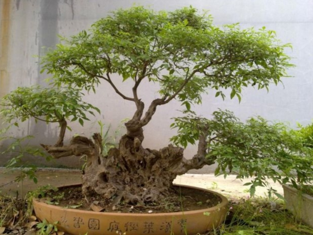 野外2种疙瘩树苍劲古朴枝叶清秀适合