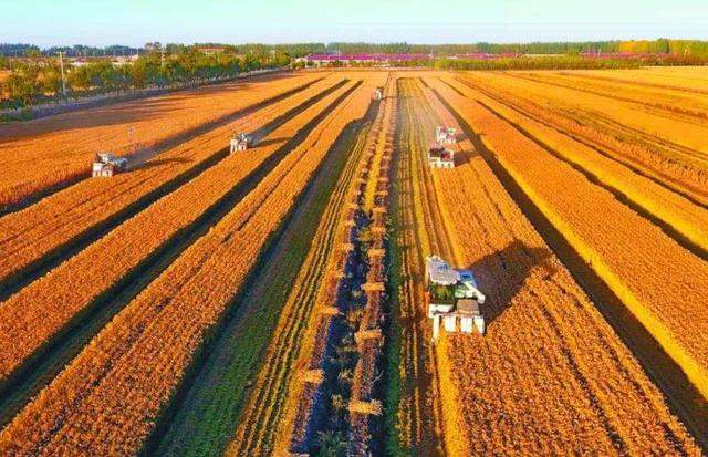 5元一斤在网上贱卖,有人月销数十万|稀缺资源|黑土|黑土地_新浪新闻