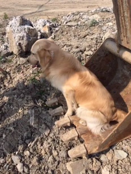 狗狗钻入启动挖掘机,主人上前解救,却被汪星人的表情逗乐了