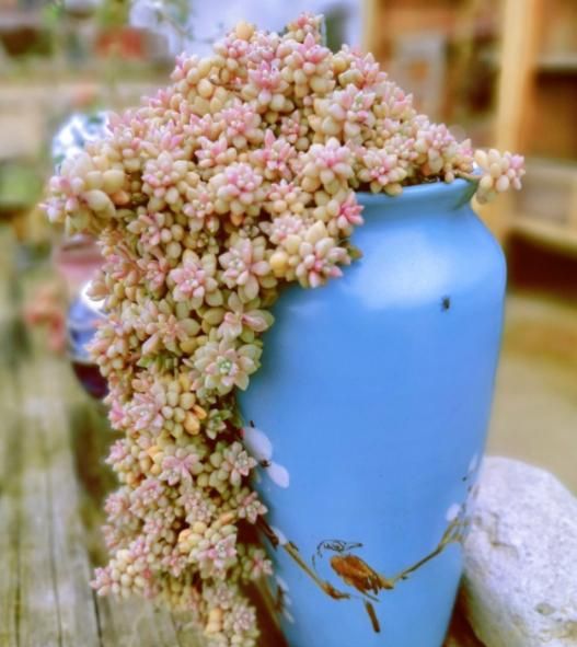 要是浇水多肉,很容易让姬秋丽茎叶间距拉长,变成徒长现象.