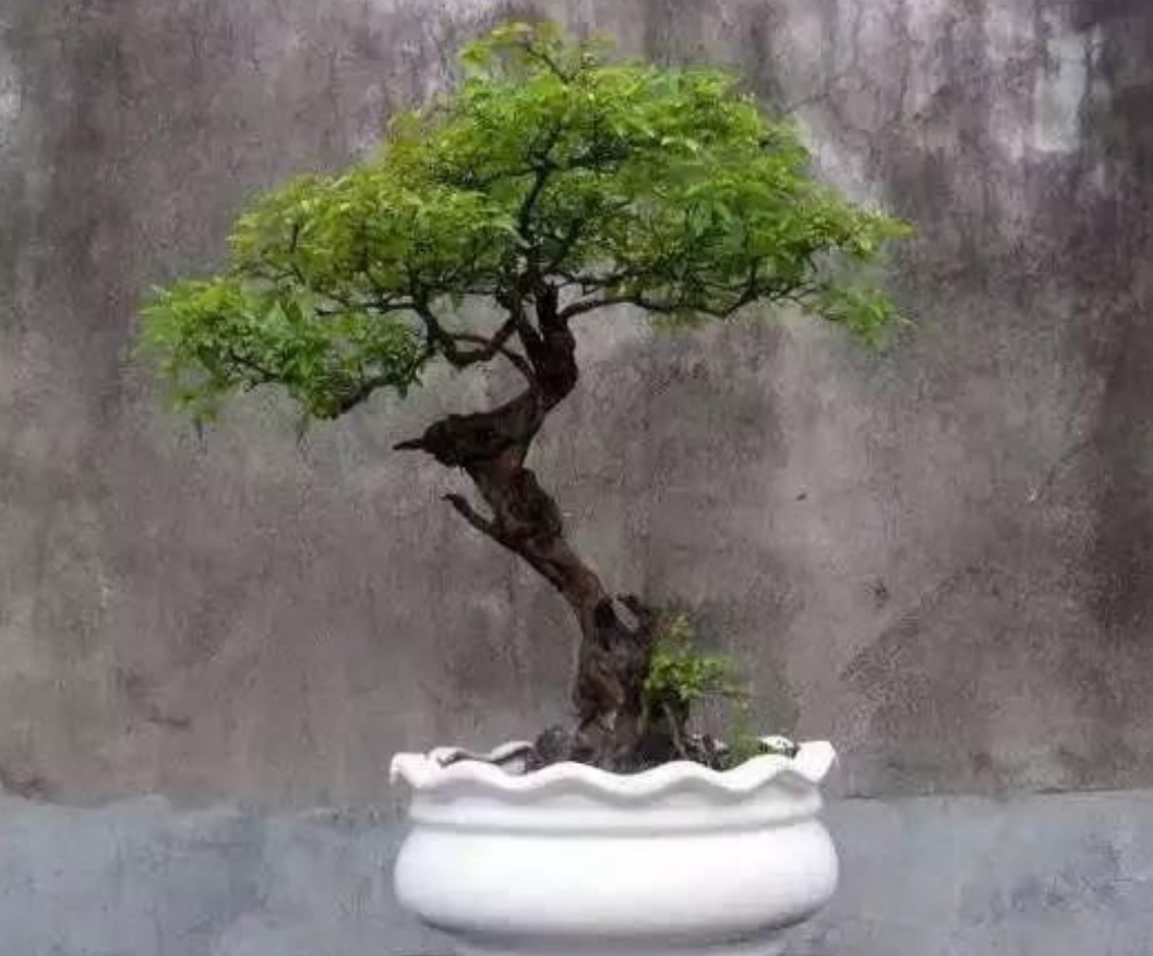 野外2种"疙瘩树",苍劲古朴,枝叶清秀,适合_盆景艺术