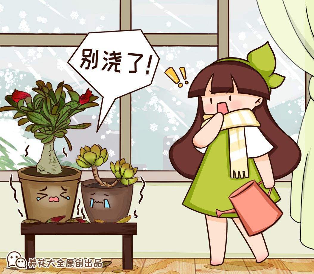 夏天在家里养花 这3个细节要注意 植物健康生长 植物 花卉 养花 新浪新闻 夏天在家里养花 这3个细节要注意 植物健康生长 植物 花卉 养花 新浪新闻