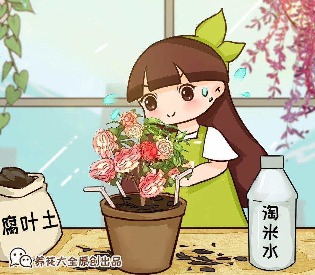 夏天在家里养花,这3个细节要注意,植物健康生长