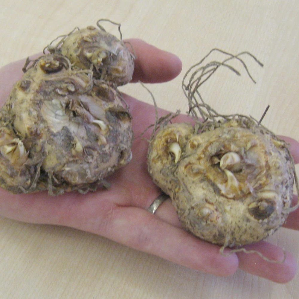 5种夏日开花灿烂的球根植物品种丰富还可以