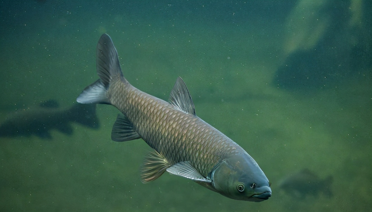 三峡大坝蓄水20年鱼类资源高达400多种最大的鱼达到1300斤重