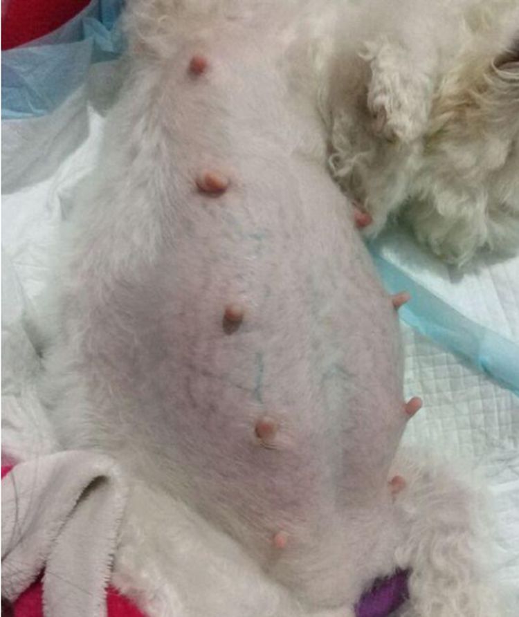 网友自述自家的泰迪狗狗已经怀孕六十多天了,肚子已经大得不行了,可是