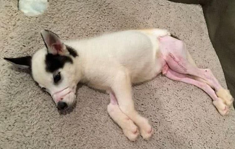 狗狗无助的蜷缩家中角落得知背后真相众人纷纷落泪