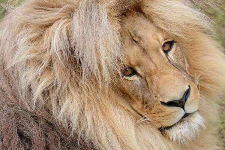 霸气狮子发型被弄成中分笑起来像个小傻子游客纷纷忍俊不禁