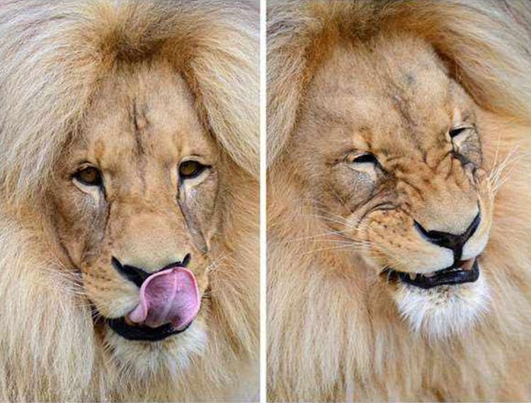 霸气狮子发型被弄成中分笑起来像个小傻子游客纷纷忍俊不禁