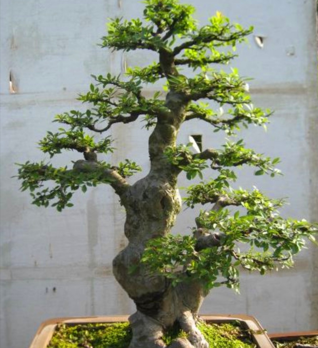 野外2种疙瘩树苍劲古朴枝叶清秀适合