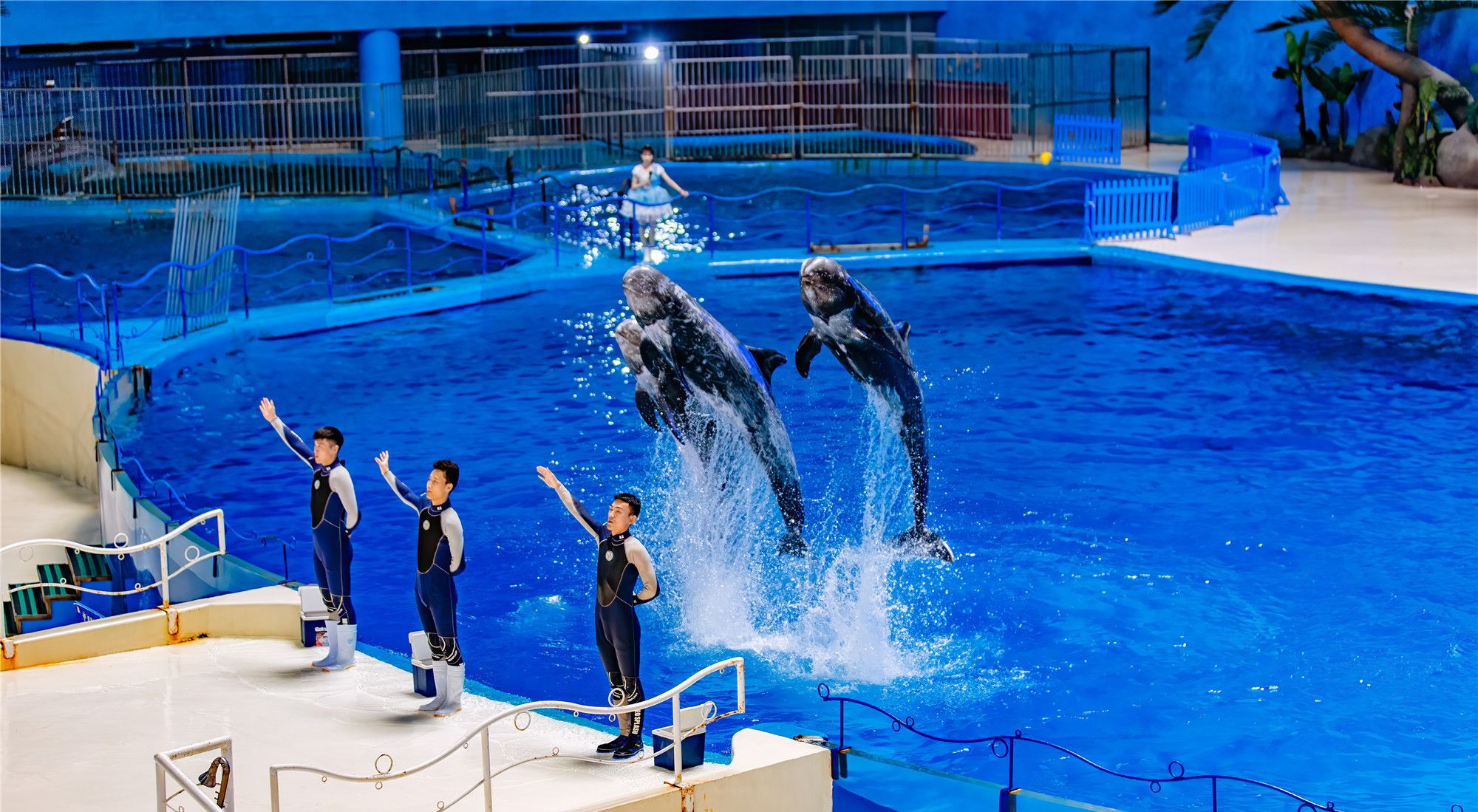 山东一家海洋馆的表演为何引来数千人惊呼原因不仅是精彩纷呈