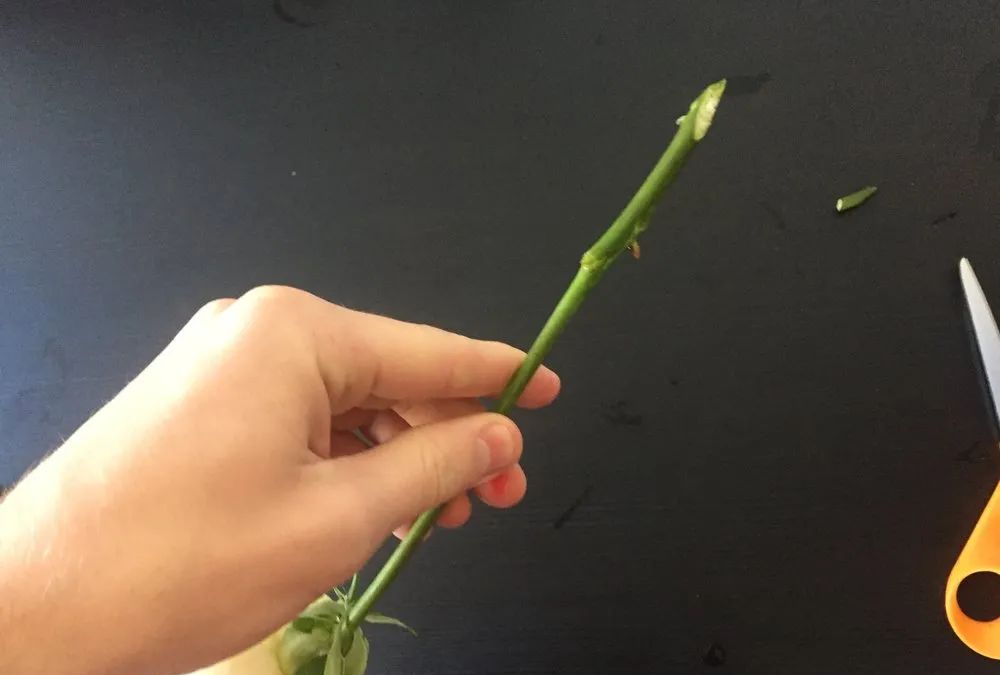 植物花卉扦插简易学习教程,快速培育新盆栽的好方法|枝条|植物|土壤_新浪新闻